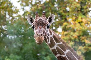 Welt-Giraffen-Tag am 21. Juni 2026